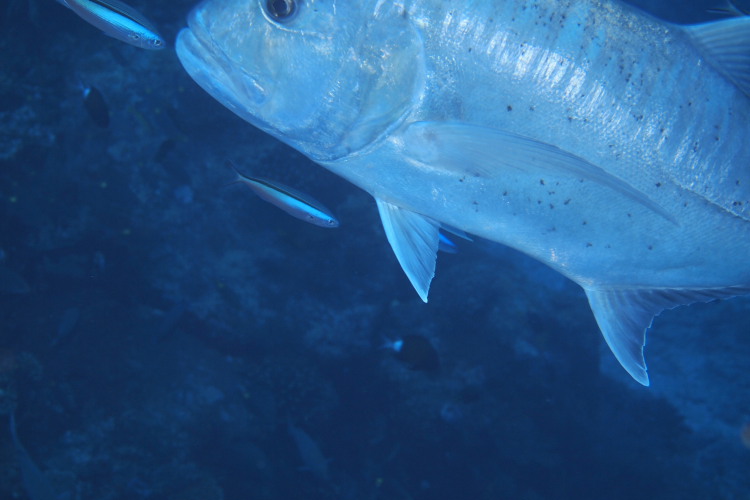 E Pl1s 誰がコレを欲しがるの