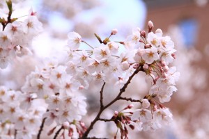 img_0015 img_0015