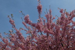 天気も良かったので桜も満開近い。